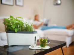 HARRY HERBS Kräutertopf Weiß | Kräutertöpfe Von Gusta Garden -Samenhaus Geschäft 560336 HARRY HERBS weiss 102B10 gg 7