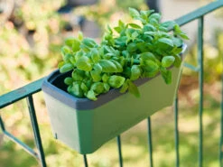 HARRY HERBS Dunkelgrün Ohne Haube | Kräutertöpfe Von Gusta Garden -Samenhaus Geschäft 560339 HARRY HERBS dunkelgruen ohne Haube 103B20 gg 6