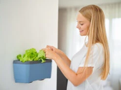 HARRY HERBS Blau Ohne Haube | Kräutertöpfe Von Gusta Garden 14 HARRY HERBS Blau Ohne Haube | Kräutertöpfe Von Gusta Garden -Samenhaus Geschäft 560341 HARRY HERBS blau ohne Haube 104B20 gg 2