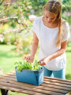 HARRY HERBS Blau Ohne Haube | Kräutertöpfe Von Gusta Garden 16 HARRY HERBS Blau Ohne Haube | Kräutertöpfe Von Gusta Garden -Samenhaus Geschäft 560341 HARRY HERBS blau ohne Haube 104B20 gg 3