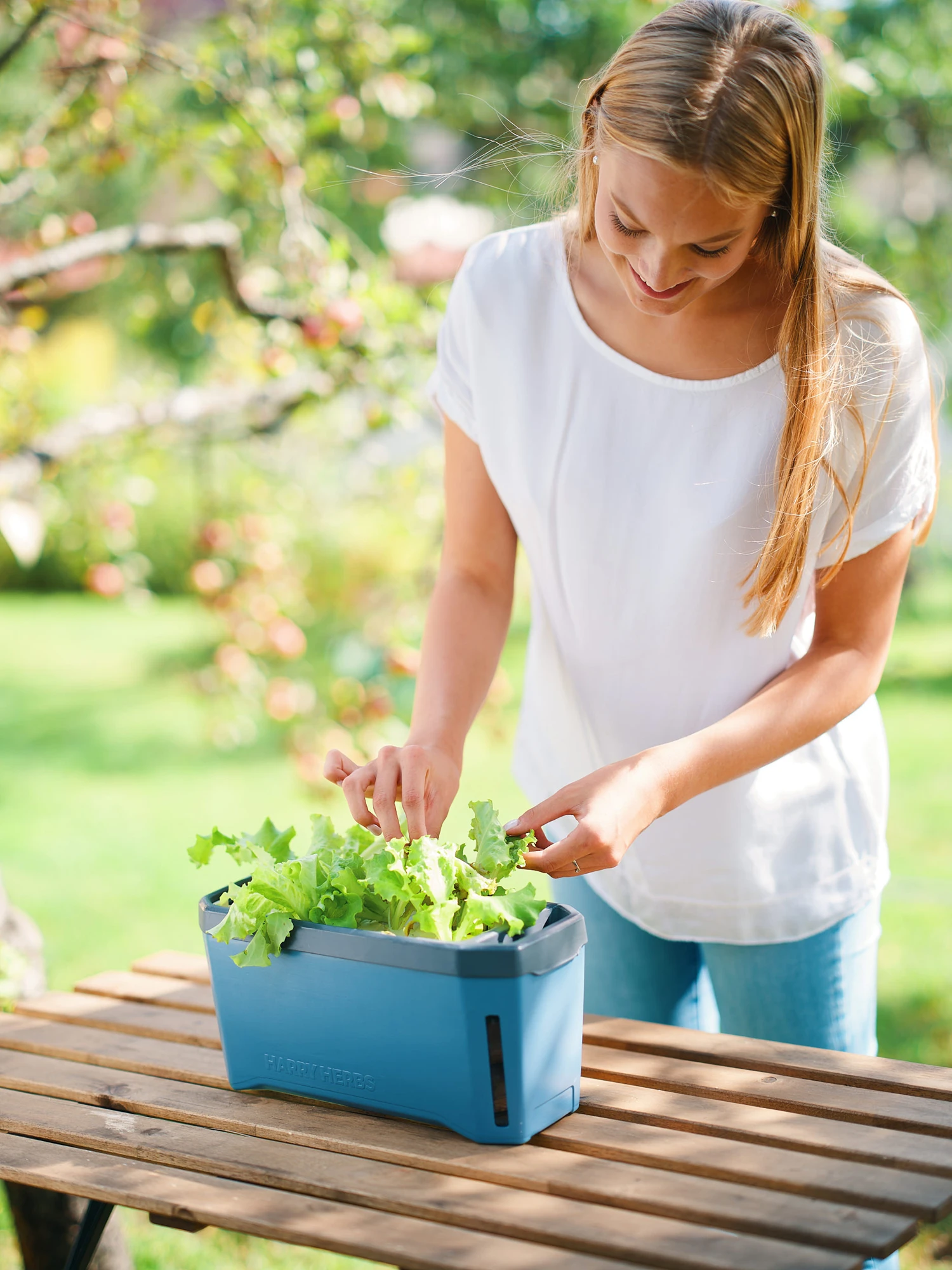 HARRY HERBS Blau Ohne Haube | Kräutertöpfe Von Gusta Garden 8 HARRY HERBS Blau Ohne Haube | Kräutertöpfe Von Gusta Garden – Bild 6