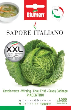Wirsing Piacentino | Wirsingsamen Von BLUMEN Group
