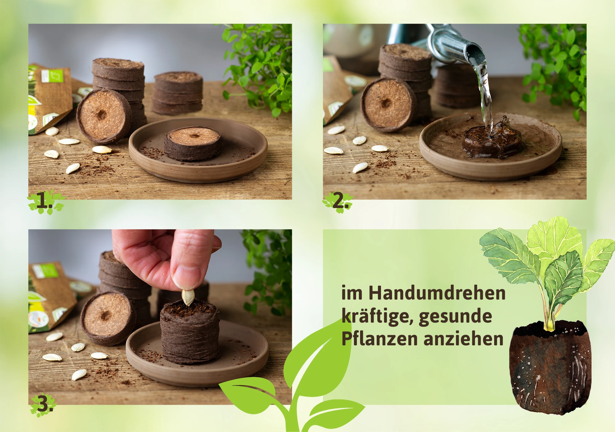 36 Mm Kokos Quelltabletten | Kokos Quelltabletten Von FLORTUS 4 36 Mm Kokos Quelltabletten | Kokos Quelltabletten Von FLORTUS – Bild 2