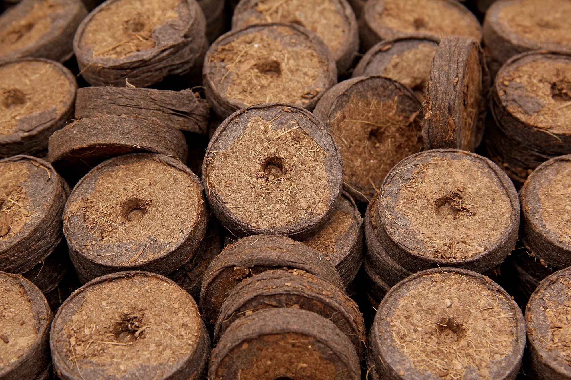 36 Mm Kokos Quelltabletten | Kokos Quelltabletten Von FLORTUS 8 36 Mm Kokos Quelltabletten | Kokos Quelltabletten Von FLORTUS – Bild 6