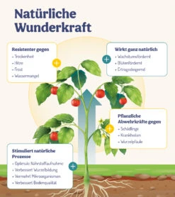 ErnteWunder - Für Obst & Gemüse (500 Ml) | Pflanzenstärkungsmittel Von DeNatura 17 ErnteWunder - Für Obst & Gemüse (500 Ml) | Pflanzenstärkungsmittel Von DeNatura -Samenhaus Geschäft 561629 ErnteWunder Fuer Obst und Gemuese 500 ml DN 1031 3