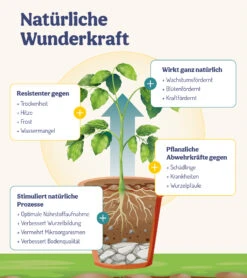 BalkonWunder - Für Topf- & Kübelpflanzen (500 Ml) | Pflanzenstärkungsmittel Von DeNatura