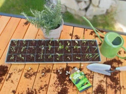 Zinkschale Mit Anzuchttöpfen | Anzuchtschalen Von FLORTUS -Samenhaus Geschäft 561728 Zinkschale mit Anzuchttoepfen 30 Stueck 2000 1150 30x 7