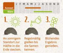 Samenbomben Das Bienenstaatsbankett (6 Stück) | Bienenwiese Von FLORTUS -Samenhaus Geschäft 562161 Samenbomben Das Bienenstaatsbankett 6 Stueck 2000 2356 4