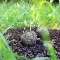 Samenbomben Der Gelbe Sonnenschein (6 Stück) | Blumensamenmischung Von FLORTUS -Samenhaus Geschäft 562164 Samenbomben Der Gelbe Sonnenschein 6 Stueck 2000 1055 6