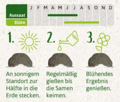 Samenbomben Die Wilde Wiese (6 Stück) | Wildblumenwiese Von FLORTUS