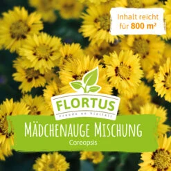 Wiesenblume Mädchenauge (100 G) | Mädchenaugensamen Von FLORTUS 8 Wiesenblume Mädchenauge (100 G) | Mädchenaugensamen Von FLORTUS -Samenhaus Geschäft 562290 Wiesenblume Maedchenauge 100 g 2000 0880 2 1