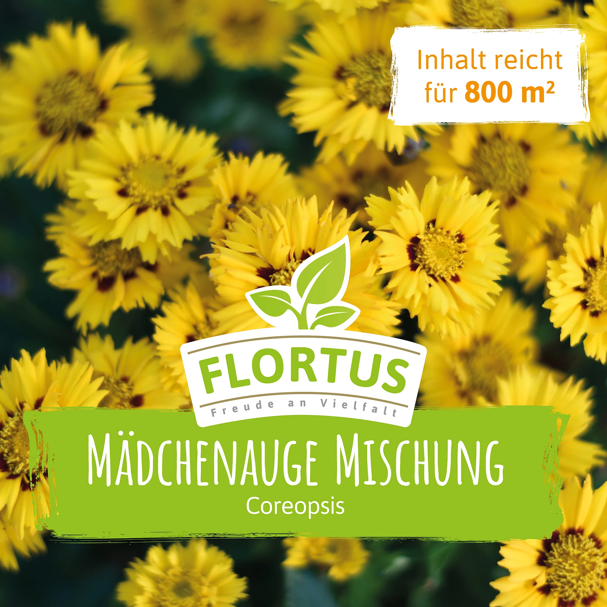 Wiesenblume Mädchenauge (100 G) | Mädchenaugensamen Von FLORTUS 5 Wiesenblume Mädchenauge (100 G) | Mädchenaugensamen Von FLORTUS – Bild 3