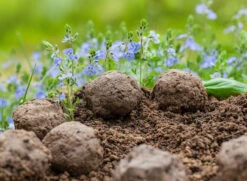 Samenbomben Set (8 Päckchen) | Blumensamenmischung Von FLORTUS -Samenhaus Geschäft 562498 Samenbomben Set 8 Paeckchen 2000 2367 6 1