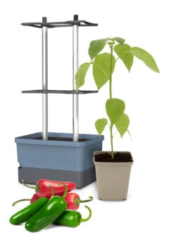 Charly Chili Chilitopf Inkl. Chilipflanze | Pflanzsets Von Gusta Garden X Chilivielfalt 8 Charly Chili Chilitopf Inkl. Chilipflanze | Pflanzsets Von Gusta Garden X Chilivielfalt -Samenhaus Geschäft 562593 Charly Chili Chilitopf inkl Chilipflanze 7600 6501 1 1