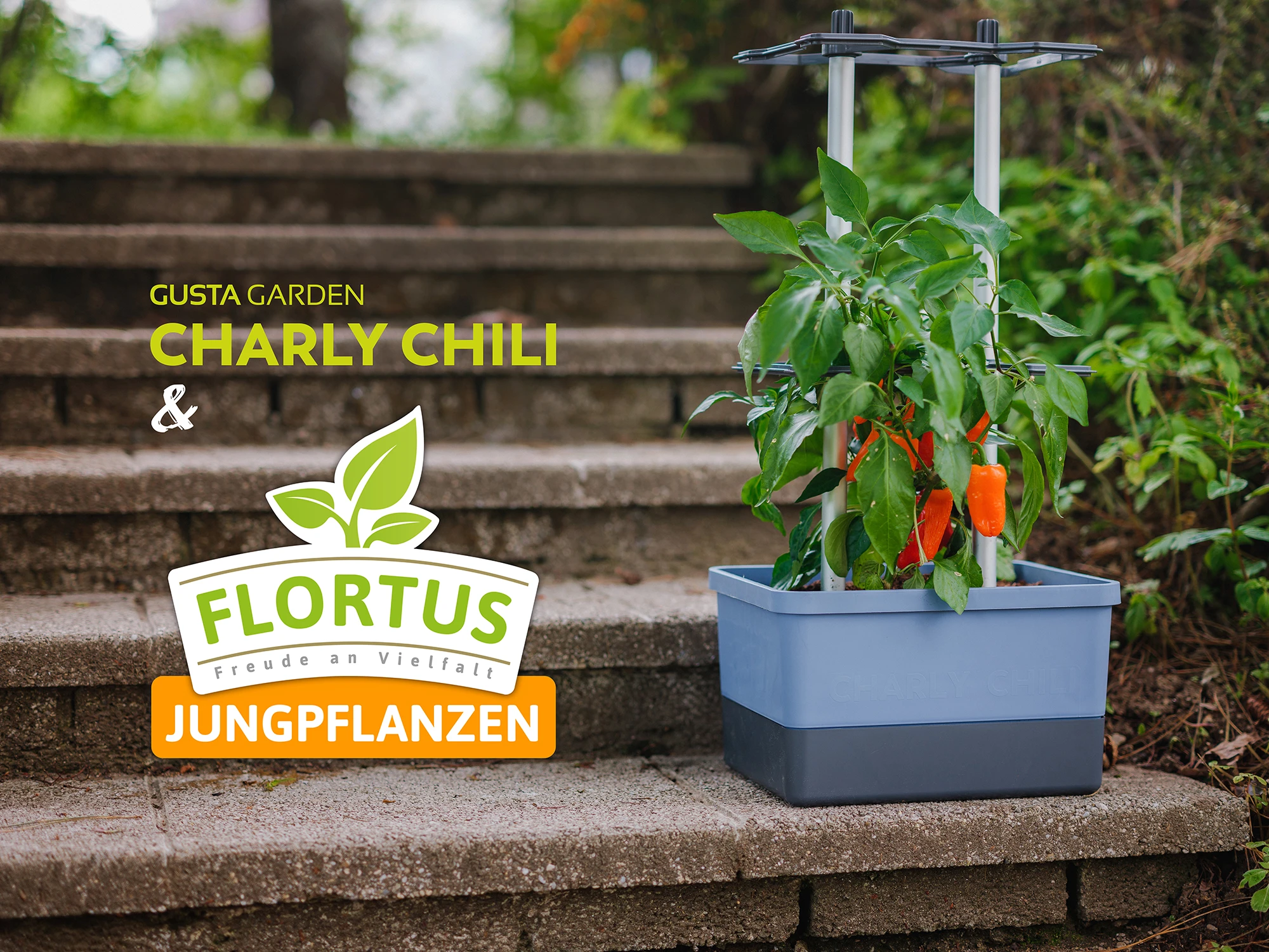Charly Chili Chilitopf Inkl. Chilipflanze | Pflanzsets Von Gusta Garden X Chilivielfalt 7 Charly Chili Chilitopf Inkl. Chilipflanze | Pflanzsets Von Gusta Garden X Chilivielfalt – Bild 5
