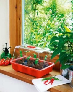 Zimmergewächshaus Veggie | Zimmergewächshaus Von Romberg -Samenhaus Geschäft 832 1