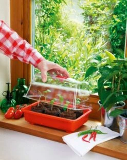 Zimmergewächshaus Veggie | Zimmergewächshaus Von Romberg -Samenhaus Geschäft 832