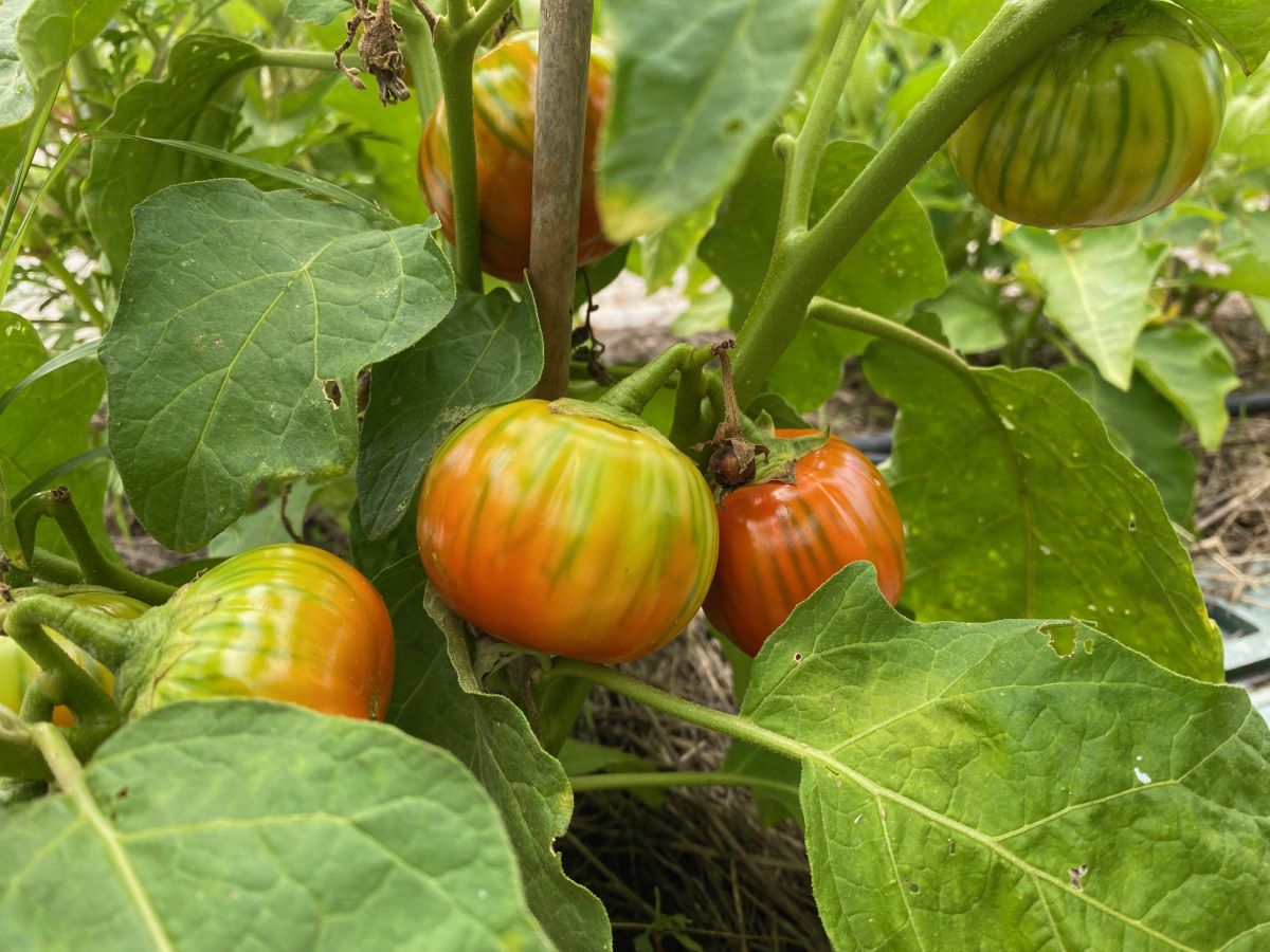 Samenhaus Geschäft -Samenhaus Geschäft tyyy 1